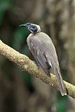 Helmeted Friarbird